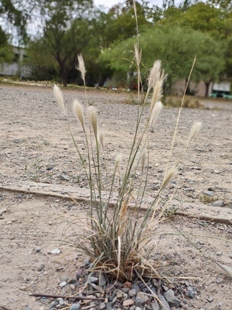 imagen Jardines xerófilos en el DAD