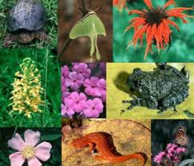 imagen La biodiversidad en números.