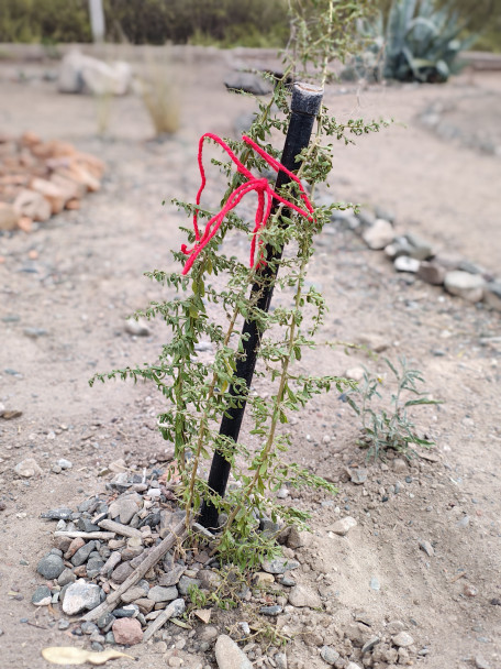 imagen Jardines xerófilos en el DAD