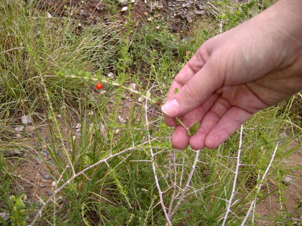 imagen Fotos de capacitación sobre flora