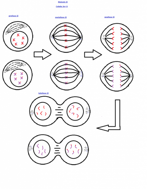 imagen VIDEOS DE MEIOSIS Y SISTEMA REPRODUCTOR